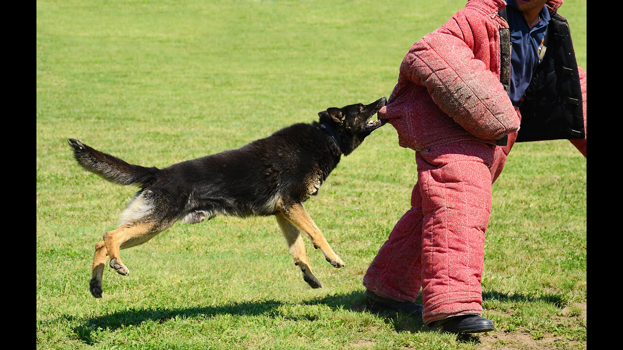 Guard Dog Training Step by Step!