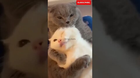 Cute cat snuggle 🥰💕 #shorts #catvideo #cutestcat #trending