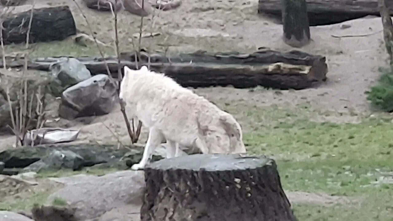 White Wolf 🐺 is screaming at the Zoo Berlin 🐺