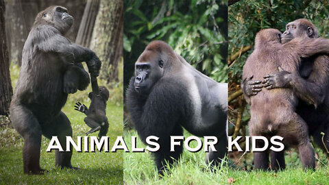 Animals For Kids GORILLA [ herbivores animals ] educational video