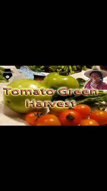 Harvested Green Tomato for Indoor Ripening