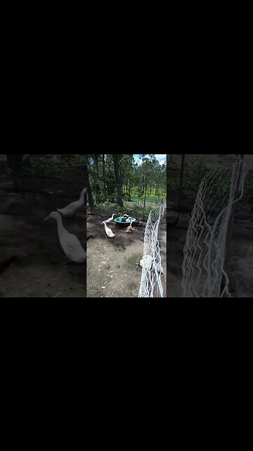 Ducks cleaning in their pond 11th February 2023