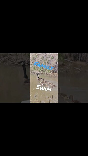 Darling geese #shortsvideo #gardening #socialmedia #hunting #tips #wildlife @TalkwithSally