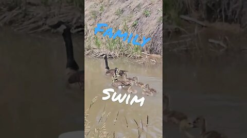 Darling geese #shortsvideo #gardening #socialmedia #hunting #tips #wildlife @TalkwithSally