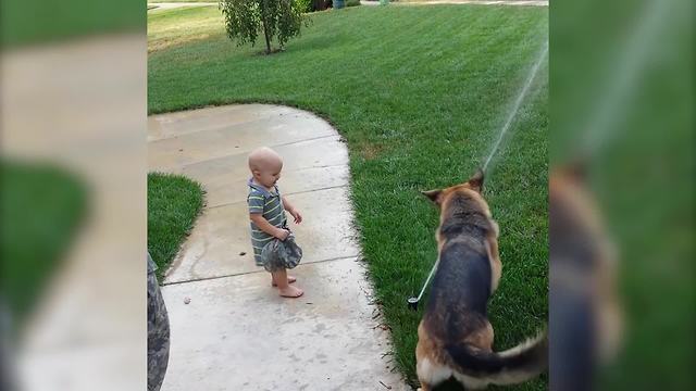 Adorable German Shepard Attacks A Water Sprinkler