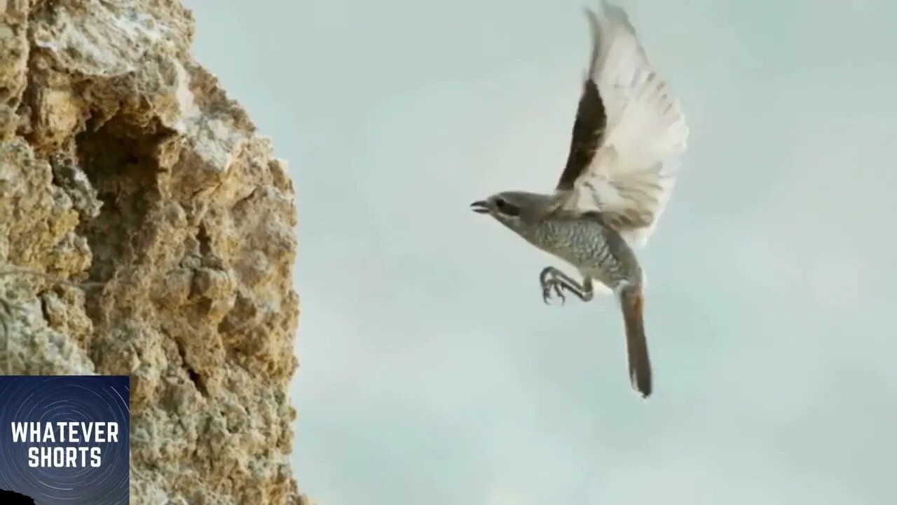 Viper tricks bird into attacking and gets attacked instead #shorts #snake #bird #animals #wildlife