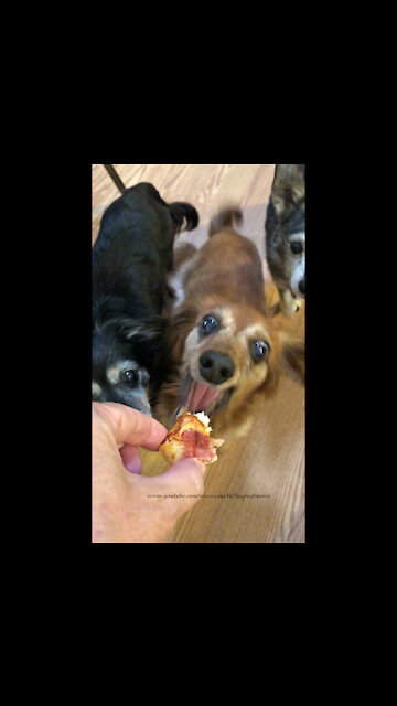 Da Dum Funny Dachshund Grabs Pizza Like Jaws