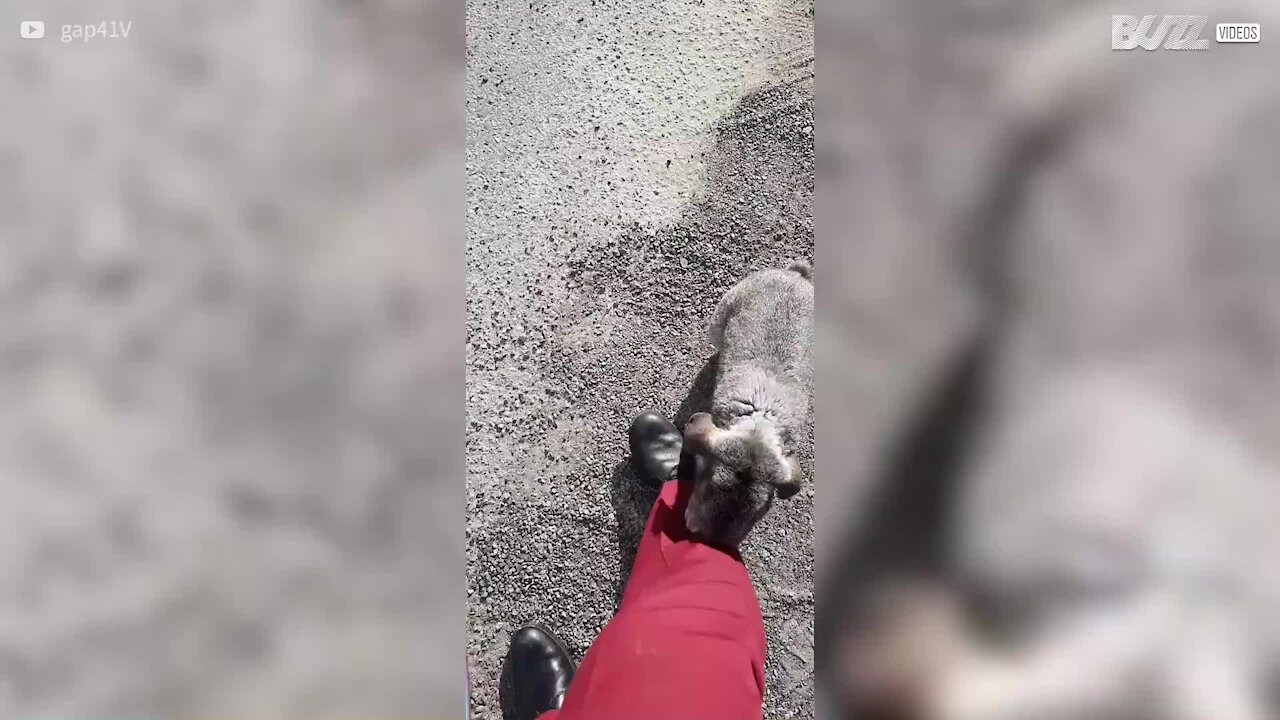 Perdu, un lapin suit un homme jusque chez lui