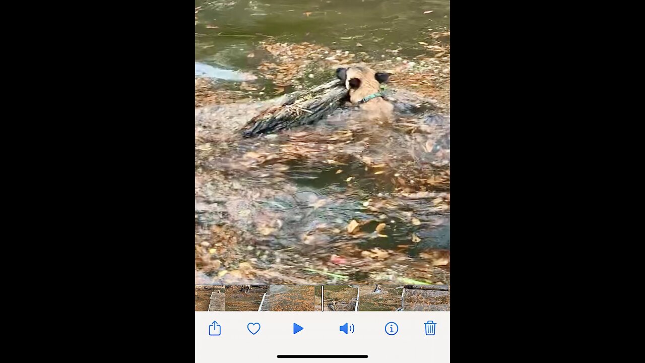 Belgian Malinois dog helps clear logs and storm debris from around pier.