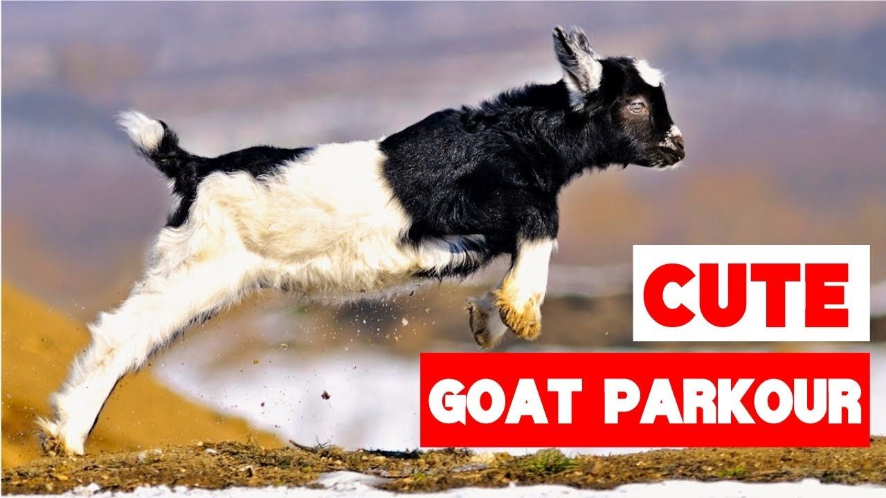 Greatest Baby Goat Jumping and Parkour Compilation