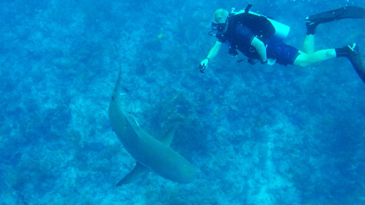 Scuba divers have mixed reactions when sharks circle and bump them