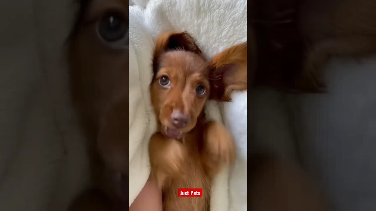 This will make your day #cute #tiktok #funnyanimals #funnyvideos #viral #dog 2022