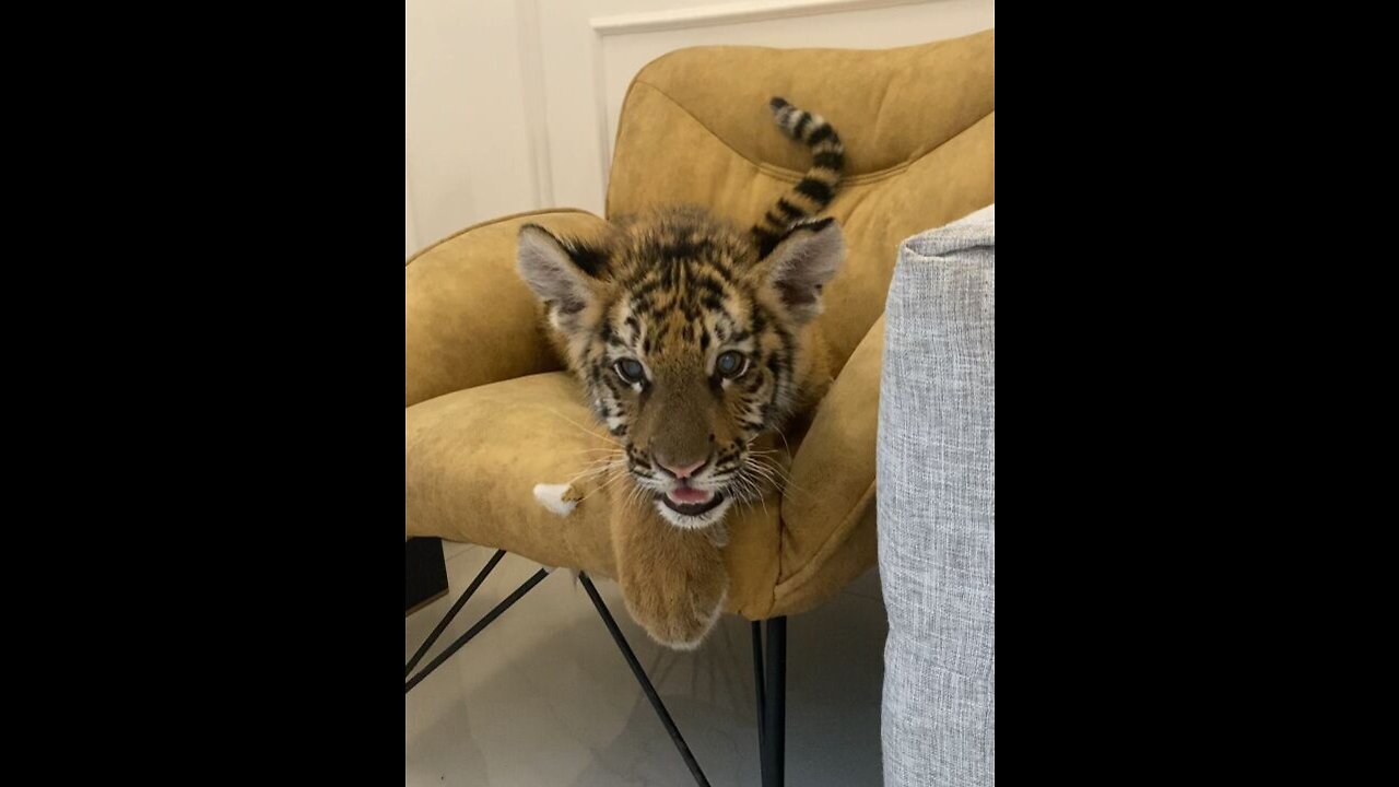 Will you like this little leopard
