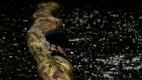Heron Catching Breakfast