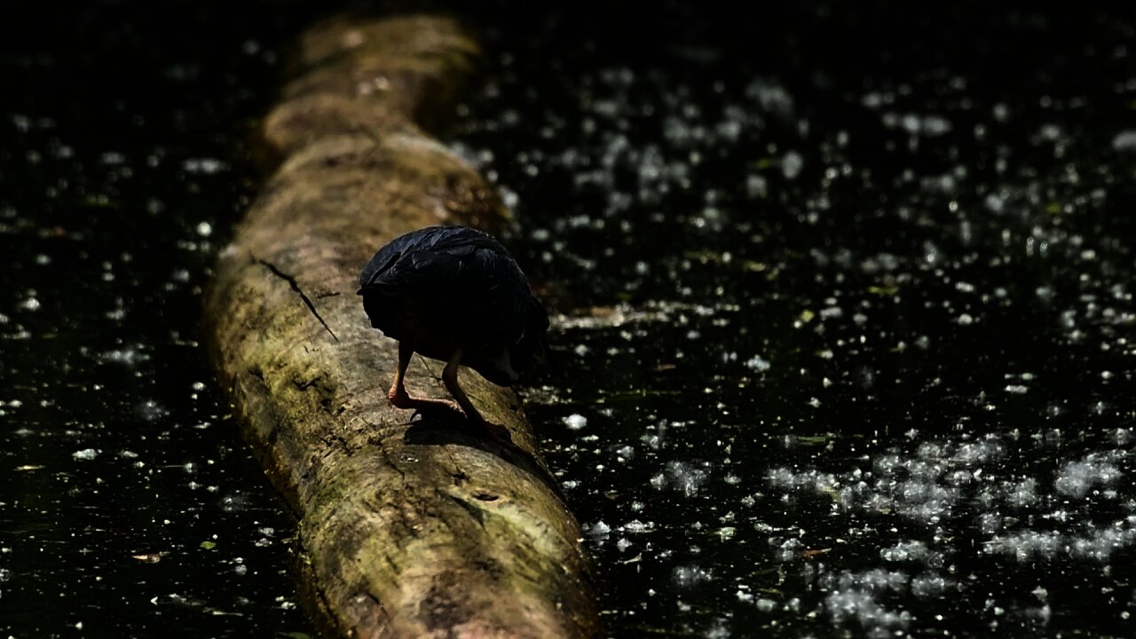 Heron Catching Breakfast