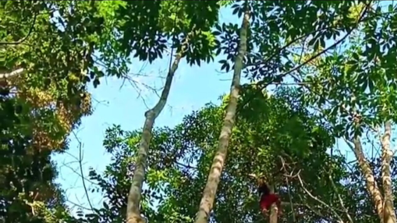 jengkol tree is very tall