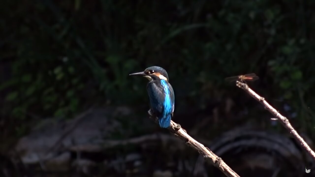 Kingfisher sitting next to a dragonfly | Animals