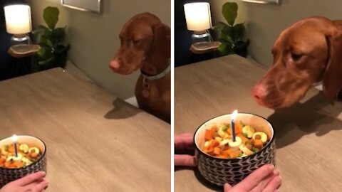 Clever Dog Successfully Blows Out Her Birthday Candle