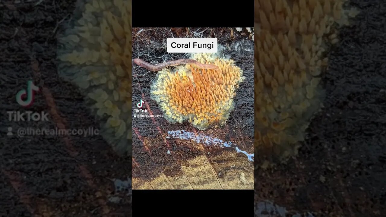 Coral Fungi