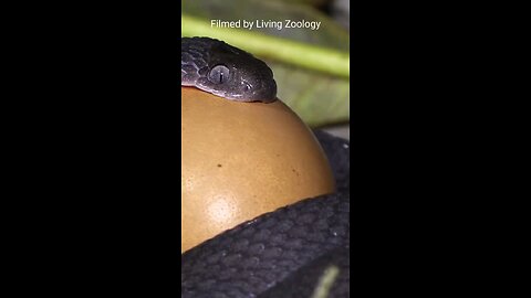 Some snacks eat only eggs