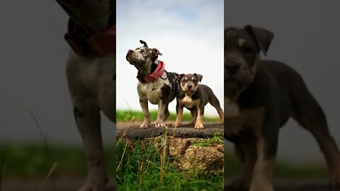 Thunder 🌩 & Storm 🌧 Pocket bully puppies 😍🐶 #shorts #bullysfromuk #puppy