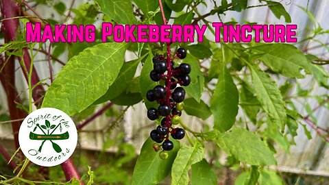 making a Pokeberry Tincture