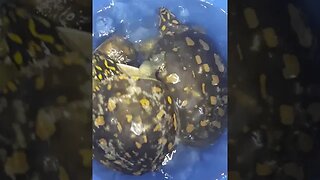 turtle farming #turtle #shorts