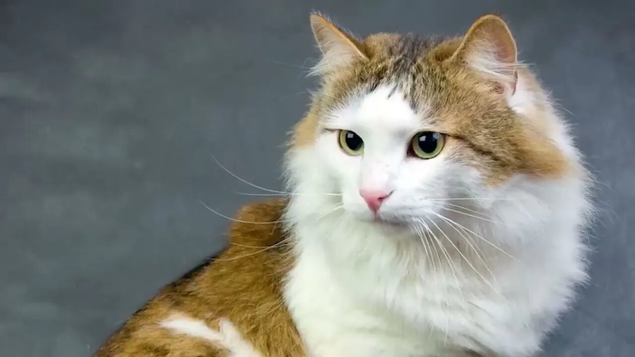 The BIGGEST CAT BREEDS In The World