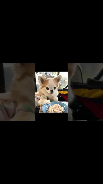 What Happens When You Get a Chihuahua? You'll NEVER Believe It!