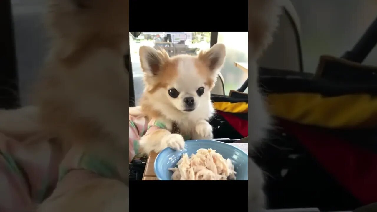 What Happens When You Get a Chihuahua? You'll NEVER Believe It!