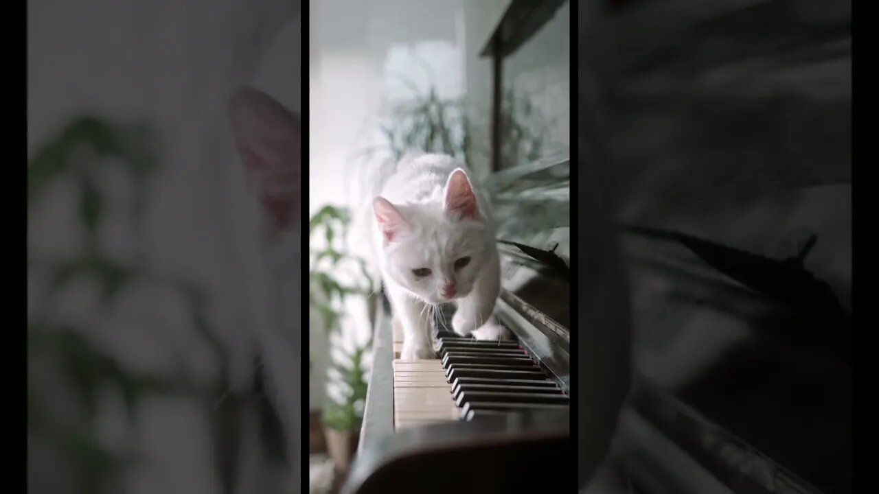 My Cat loves playing piano #cat #comedy #cute #youtubeshorts #funny #pets #petsofyoutube #shorts