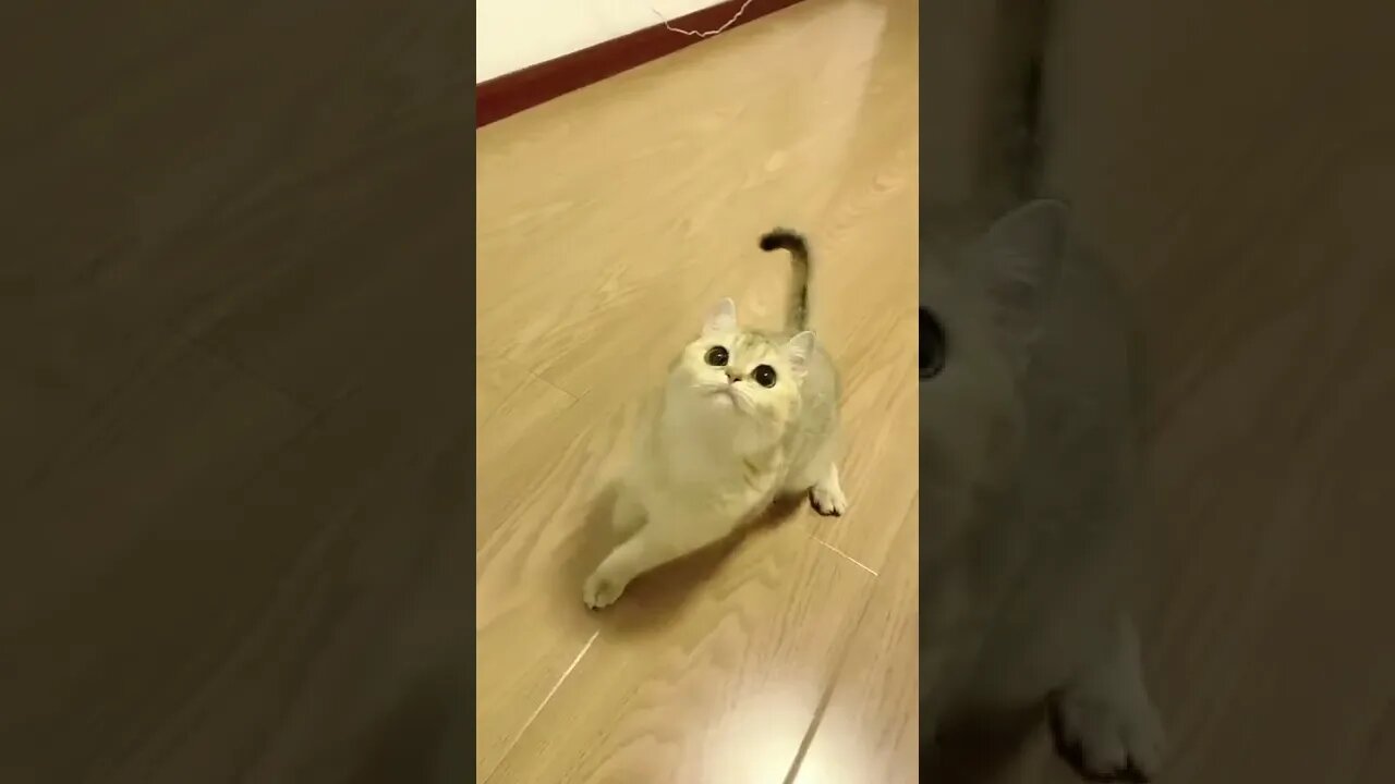 Cutest Cat Playing