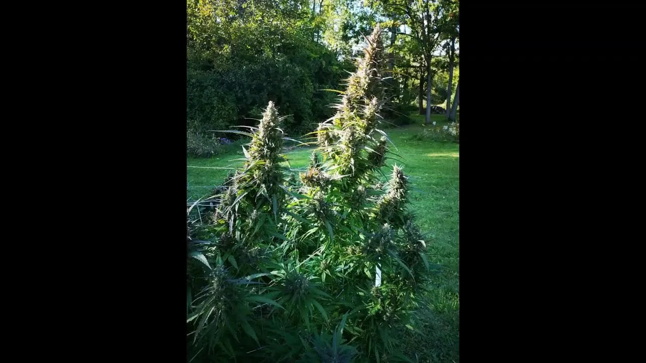 PEACE News & Views Ep33 Hempy Harvest