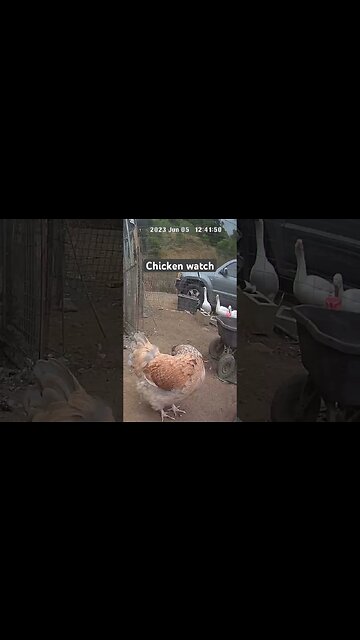 Chicken watch