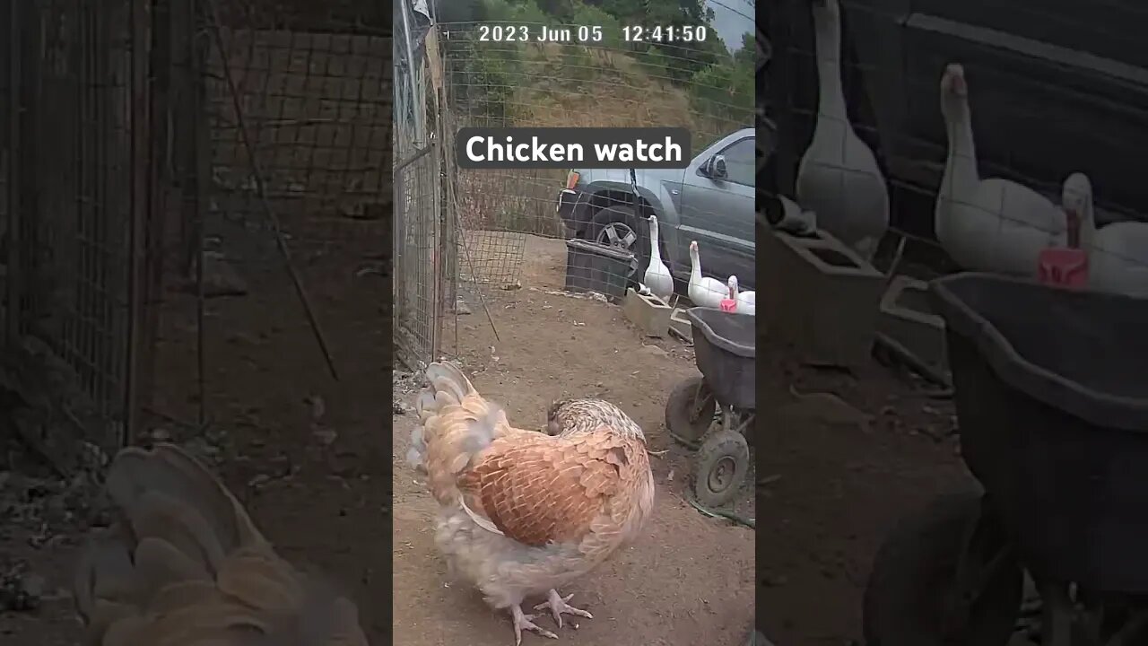 Chicken watch