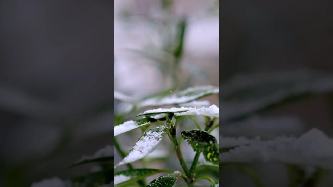 Snow Video