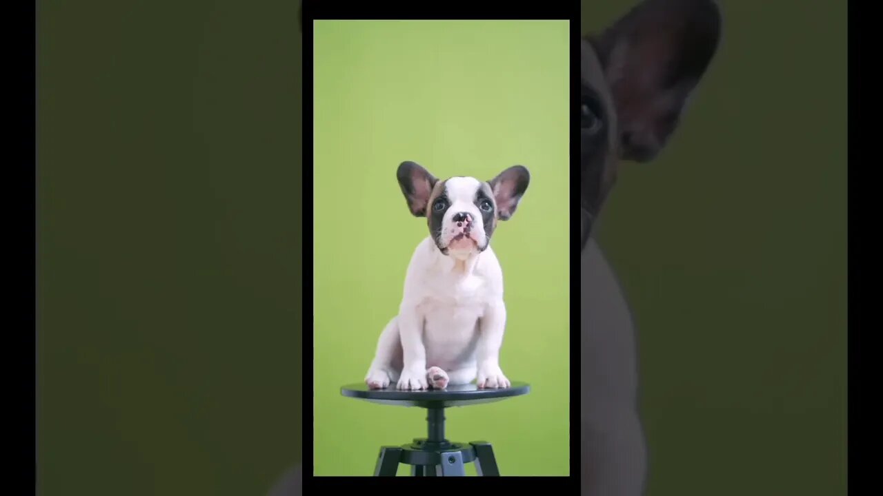 copyright free animals green screen video #greenscreen