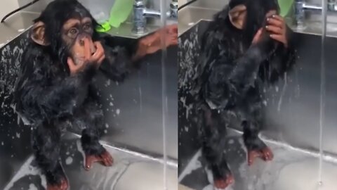 Chimpanzees Taking a Shower