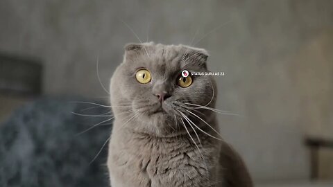 #animal#cat#dog#copyrightfree ringtones