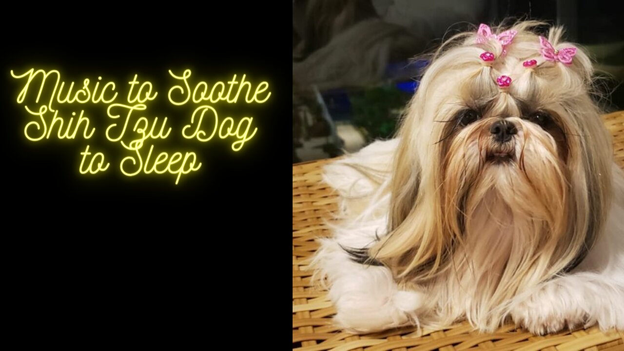 Music to Soothe Shih Tzu Dog to Sleep