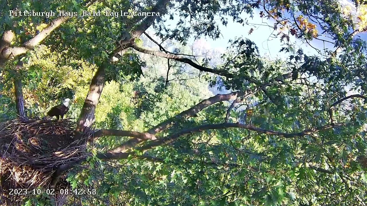 Hays Eagles Nest V shows up to Inspect the Nest 10.2.23 8:41am