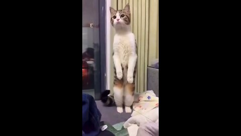 funny cat reaction