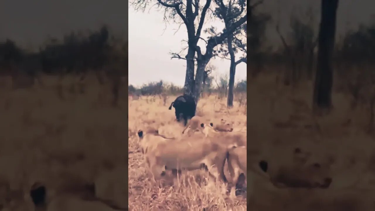 fighting with lions #lion