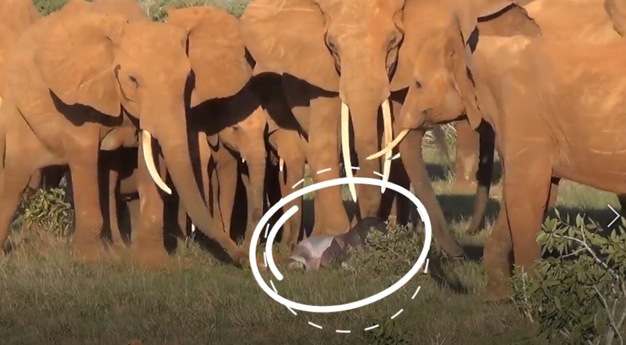 Elephant Family amazingly Welcoming and Rejoicing Over the New Born baby