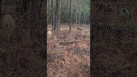 Three Big Pigs in the Woods @UncleTimsFarm #kärnəvór