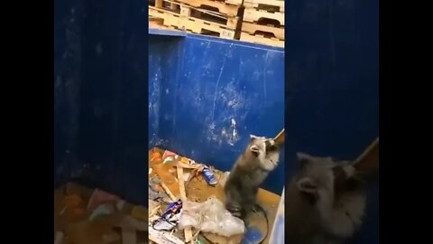 This raccoon using a plank to get out of a garbage container