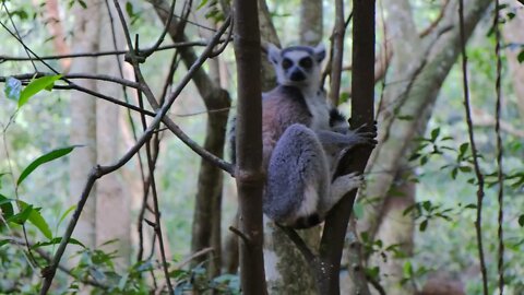 planeta selvagen pt 1 #shorts
