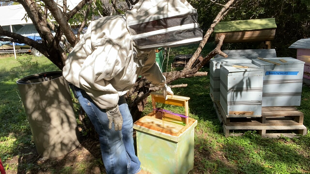 Grafting tiny colony into packed swarm trap.