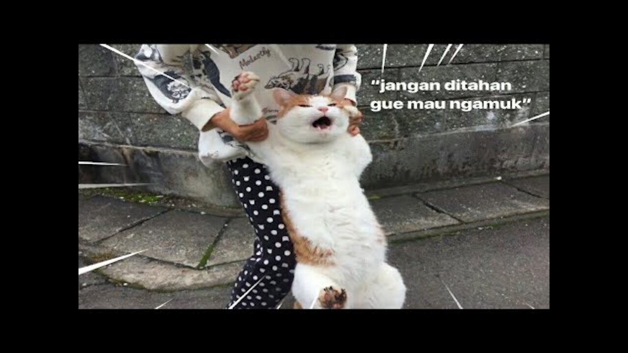 ASUPAN RECEH TERBARU , VIDEO LUCU , MEME, PART 33