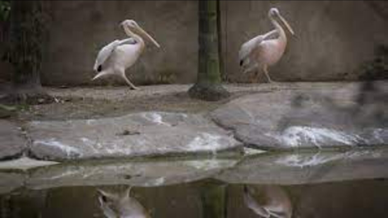 Bioparque-RJ (Dois Pelicanos se refrescando).